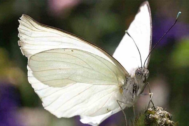 “Farfalle Bianche”, spettacolo di letture e danza