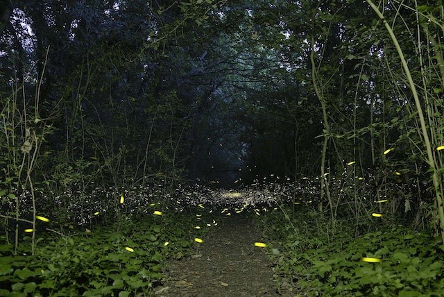 Natura nella notte. Visite guidate tra lucciole, assioli, gufi e pipistrelli