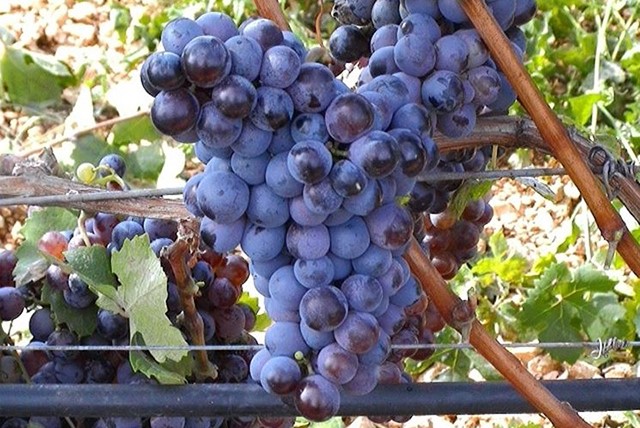 Sagra dell'uva a Riolo Terme